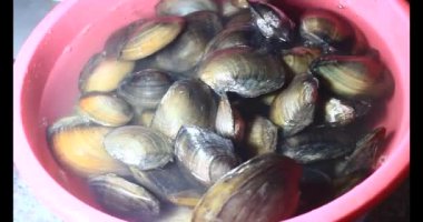 Midyeler ve salyangozlar