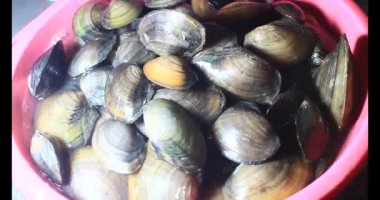 Midyeler ve salyangozlar