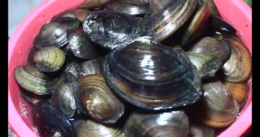 Midyeler ve salyangozlar