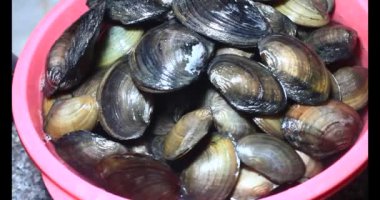 Midyeler ve salyangozlar