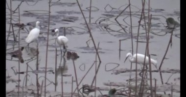 Gölette leylek sürüsü