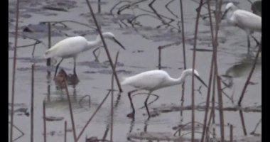 Gölette leylek sürüsü