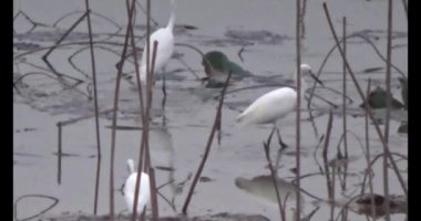 Gölette leylek sürüsü