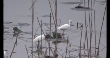 Gölette leylek sürüsü