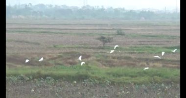 Doğada leylek sürüsü