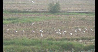 Doğada leylek sürüsü