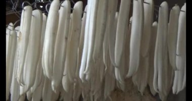 Turpu güneşte kurut.