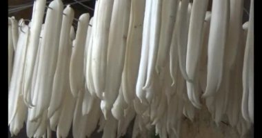 Turpu güneşte kurut.