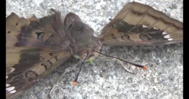 Ağaçtaki kahverengi kelebek