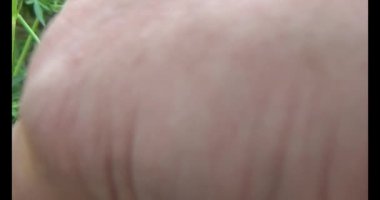 Ağaçtaki kahverengi kelebek