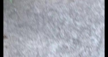 Ağaçtaki kahverengi kelebek