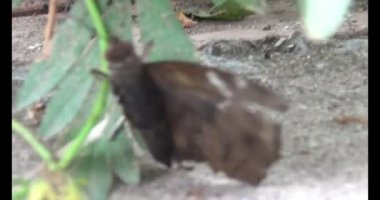 Kahverengi kelebek ve peygamber devesi. Peygamber devesi kelebek yiyor.