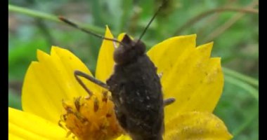 Kahverengi kelebek ve peygamber devesi. Peygamber devesi kelebek yiyor.