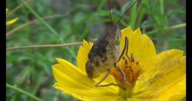 Kahverengi kelebek ve peygamber devesi. Peygamber devesi kelebek yiyor.