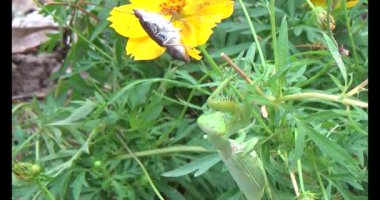 Kahverengi kelebek ve peygamber devesi. Peygamber devesi kelebek yiyor.