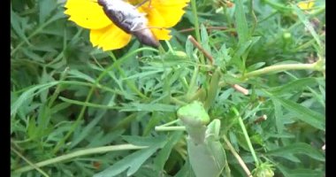 Kahverengi kelebek ve peygamber devesi. Peygamber devesi kelebek yiyor.