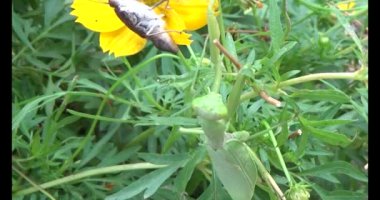 Kahverengi kelebek ve peygamber devesi. Peygamber devesi kelebek yiyor.