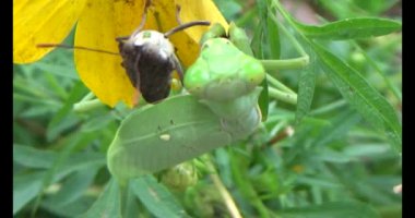 Kahverengi kelebek ve peygamber devesi. Peygamber devesi kelebek yiyor.