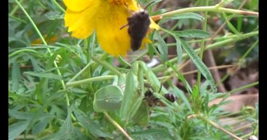 Kahverengi kelebek ve peygamber devesi. Peygamber devesi kelebek yiyor.