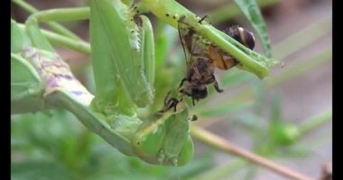 Kahverengi kelebek ve peygamber devesi. Peygamber devesi kelebek yiyor.