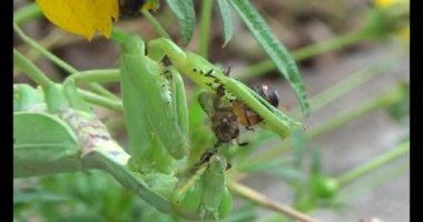 Kahverengi kelebek ve peygamber devesi. Peygamber devesi kelebek yiyor.