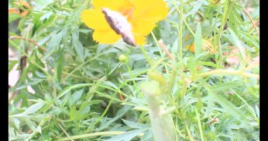 Kahverengi kelebek ve peygamber devesi. Peygamber devesi kelebek yiyor.