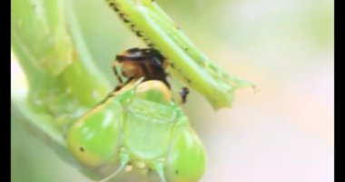 Kahverengi kelebek ve peygamber devesi. Peygamber devesi kelebek yiyor.