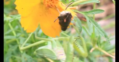 Kahverengi kelebek ve peygamber devesi. Peygamber devesi kelebek yiyor.