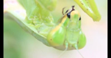 Kahverengi kelebek ve peygamber devesi. Peygamber devesi kelebek yiyor.