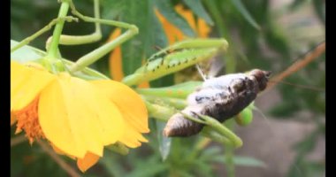 Kahverengi kelebek ve peygamber devesi. Peygamber devesi kelebek yiyor.