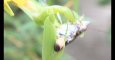 Kahverengi kelebek ve peygamber devesi. Peygamber devesi kelebek yiyor.