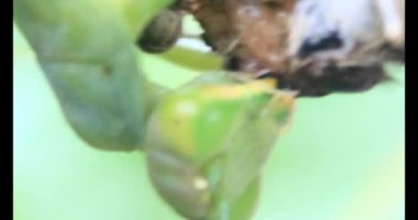 Kahverengi kelebek ve peygamber devesi. Peygamber devesi kelebek yiyor.