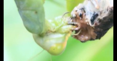 Kahverengi kelebek ve peygamber devesi. Peygamber devesi kelebek yiyor.