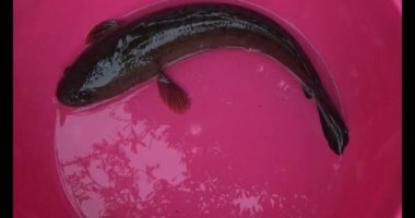 Suyun içindeki yılan başlı balık.