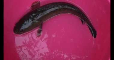 Suyun içindeki yılan başlı balık.