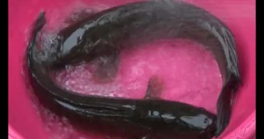 Suyun içindeki yılan başlı balık.