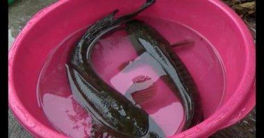 Suyun içindeki yılan başlı balık.