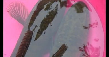 Suyun içindeki yılan başlı balık.