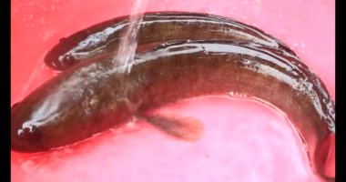 Suyun içindeki yılan başlı balık.