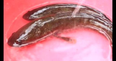 Suyun içindeki yılan başlı balık.