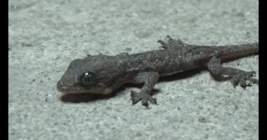 Gecko yerde sürünüyor.