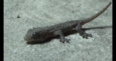Gecko yerde sürünüyor.