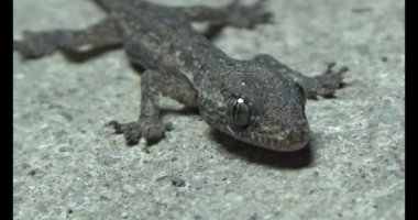 Gecko yerde sürünüyor.