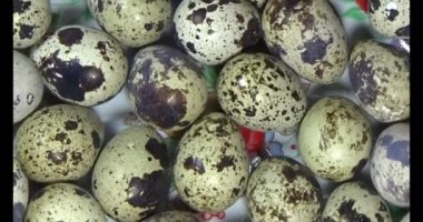 Bıldırcın yumurtası plaka üzerinde