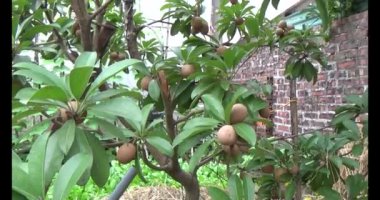 Sapodilla meyvesi ağaçta