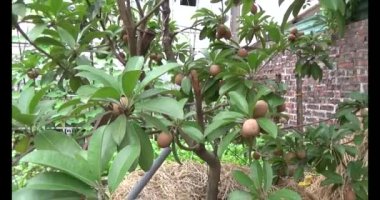 Sapodilla meyvesi ağaçta