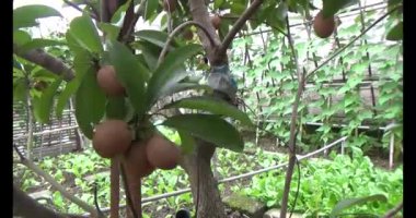 Sapodilla meyvesi ağaçta