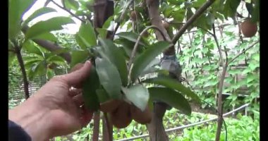 Sapodilla meyvesi ağaçta