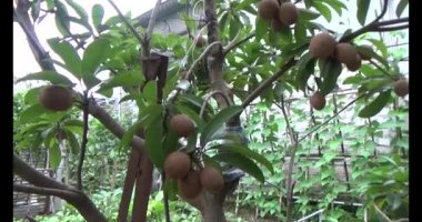 Sapodilla meyvesi ağaçta