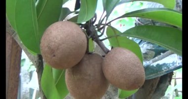 Sapodilla meyvesi ağaçta